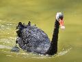 Cisne-negro