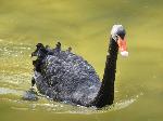 Aves
