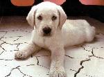 Cães