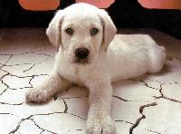 Antes de adoptar