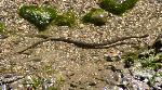 Cobra-de-água-viperina <i>(Natrix maura)</i>