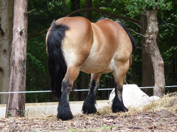 Cavalo Ardennais