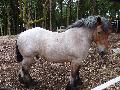 Cavalo Ardennais