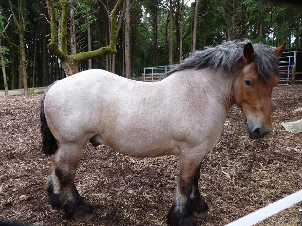 Cavalo Ardennais