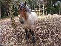 Cavalo Ardennais