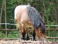 Cavalo Ardennais