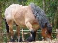 Cavalo Ardennais