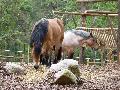 Cavalo Ardennais