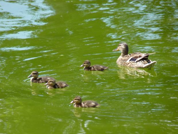 Pata-real e patinhos