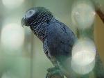 Aves