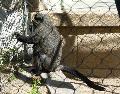 Macaco-de-brazza