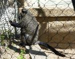 Macaco-de-brazza <i>(Cercopithecus neglectus)</i>