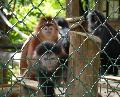 Langur-de-Java