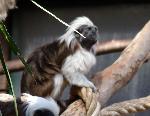 Saguim-cabeça-de-algodão <i>(Saguinus oedipus)</i>