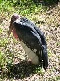 Marabu
