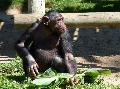 Chimpanzé