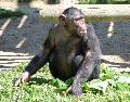 Chimpanzé