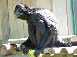 Macaco-aranha-da-Colômbia<i> (Ateles fusciceps robustus)</i>