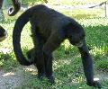 Macaco-aranha-da-Colômbia