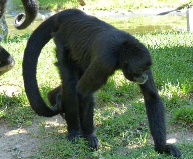 Macaco-aranha-da-Colômbia