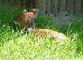 Muntjac-chinês