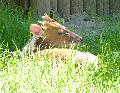 Muntjac-chinês
