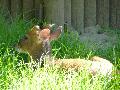 Muntjac-chinês