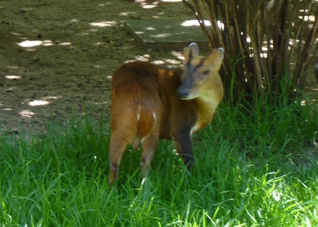 Muntjac-chinês