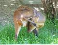 Muntjac-chinês