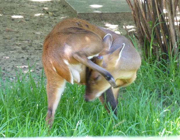 Muntjac-chinês