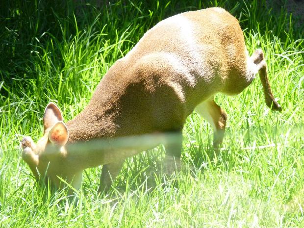 Muntjac-chinês