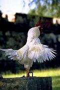 Galo