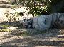 Cria de tigre-branco