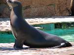 Leão-marinho-da-Califórnia <i>(Zalophus californianus)</i>