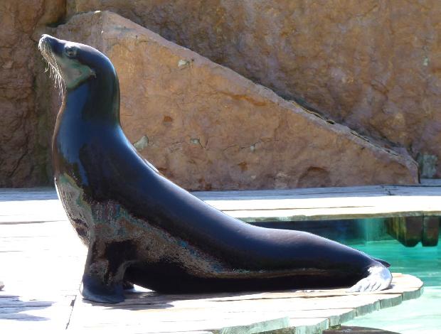 Leão-marinho-da-Califórnia