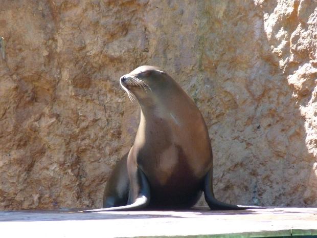 Leão-marinho-da-américa-do-sul