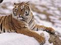 Tigre