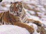 Tigres-siberianos morrem em zoo chinês
