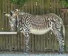 Zebra-de-grevy <i>(Equus grevyi)</i>