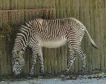 Animais selvagens