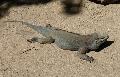 Iguana-rinoceronte