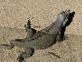 Iguana-rinoceronte
