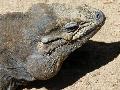 Iguana-rinoceronte