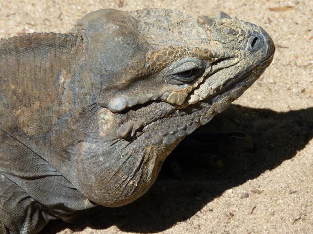Iguana-rinoceronte