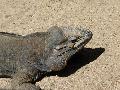 Iguana-rinoceronte