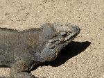 Iguana-rinoceronte <i>(Cyclura cornuta)</i>