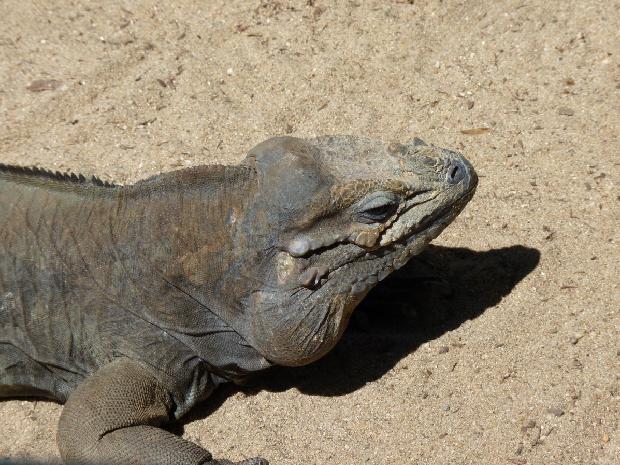 Iguana-rinoceronte