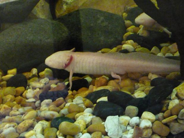 Axolote