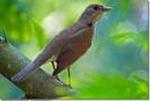 Aves