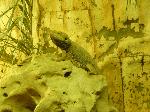 Dragão-barbudo <i>(Pogona Vitticeps)</i>